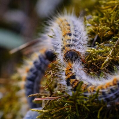 Attention aux chenilles processionnaires
